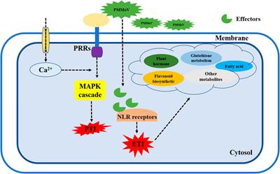 Transcriptome analysis of two pepper genotypes infected with pepper mild mottle virus